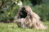 PEKINOIS 249